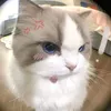 chip_181925