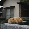 thichhocngonngu_