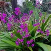 v.nguyt66