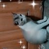 .pakhi4726