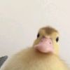 duck_person.1