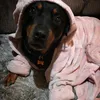 kip_the_rescue_rottie