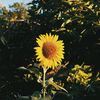 Kaybloom