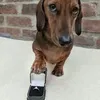 sliwkoo