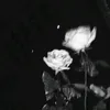 a_amiine222_