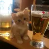 kitt_123456_