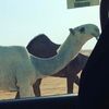 khaliedalharbi8