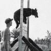 pgw1941