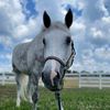 horseshowgrad