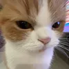 jzinhazz