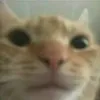 shi7ome