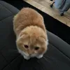 hutchaa