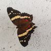 laplaceoprexxor