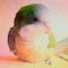 don_pollo_is_calling
