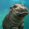 hippo123365