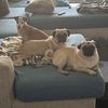 baristapug22