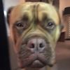 bear_het_hondje1