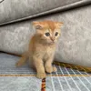 ne.neko13