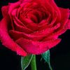 abdullahabdullah2326
