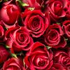 peace.rose0904