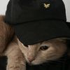 renzz_owl
