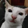 mizzdar_02