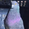 pavelxoshnaw7