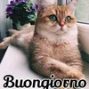 antonellopigazzi