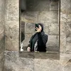htam_8