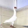 mhamadaljasem6