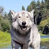 pnw_wolfdogs