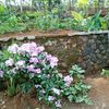 ditasukmawati7