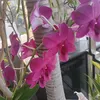 hoahongthai1