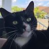boylekatz