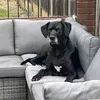 tjlewis97