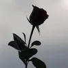 arseun_g