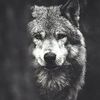 gray.wolf_111