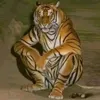 meoconsatthu1