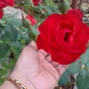 phamthth1