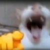 tiktoknyaridho
