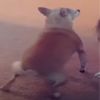 peepeepoopoowoo3