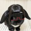unnxi