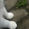 berry.swetty4u
