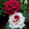 munni0501