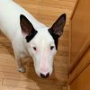 mr_snoot