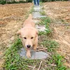 tintin_1989_