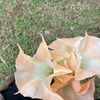 claudyaulia2