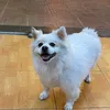 anhnhim_tran88