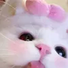 _meowng_
