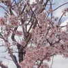 gull_4560